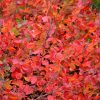 Gro-Low Fragrant Sumac #2 - Image 2